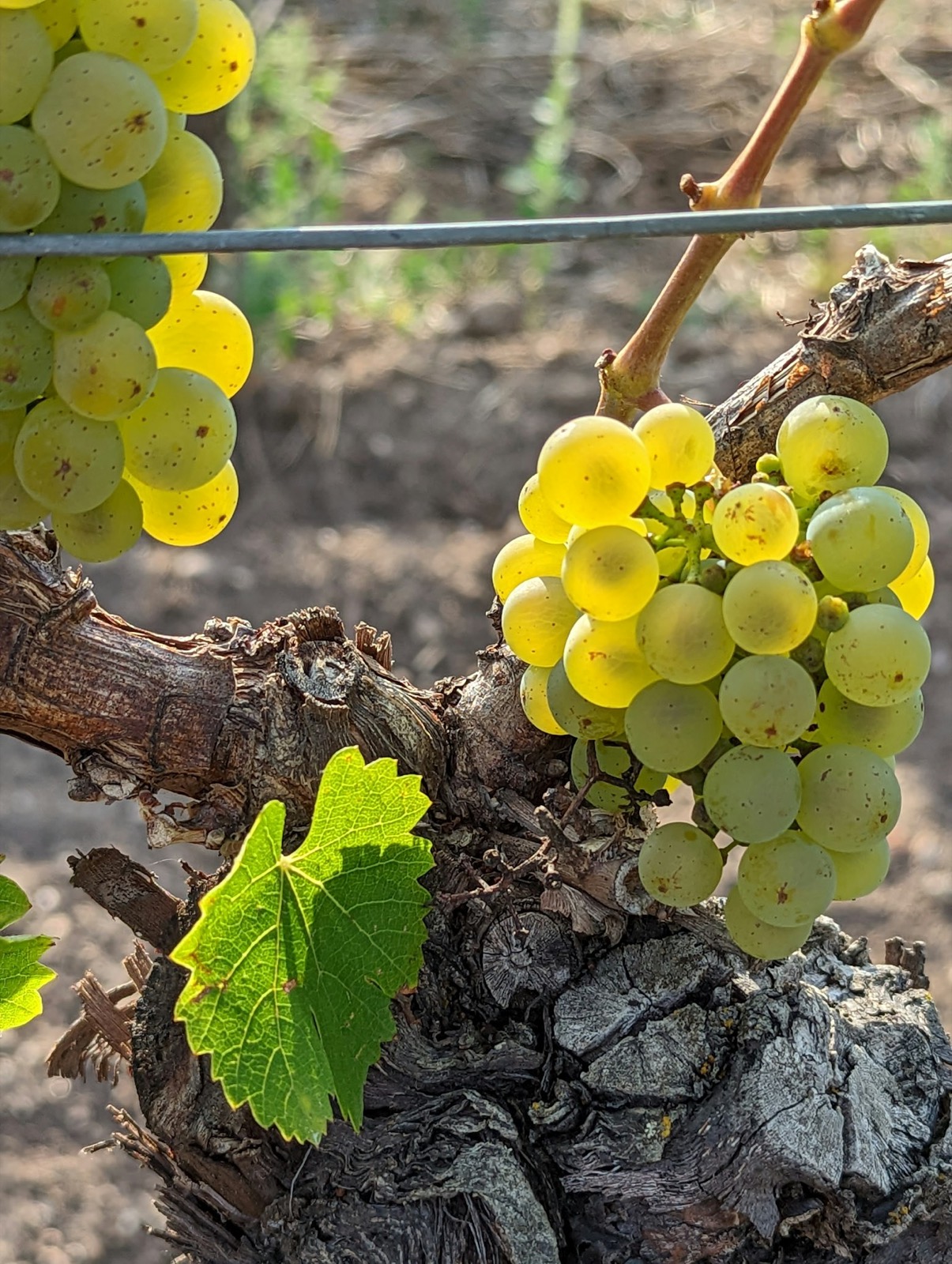 Still — Ferrenhill Vineyards