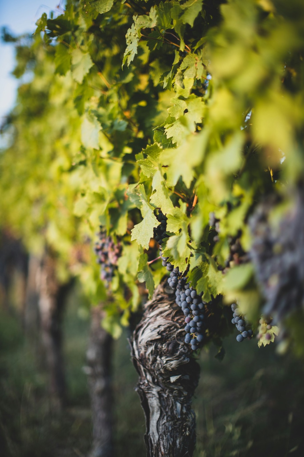 Forty harvests: Russell Bevan