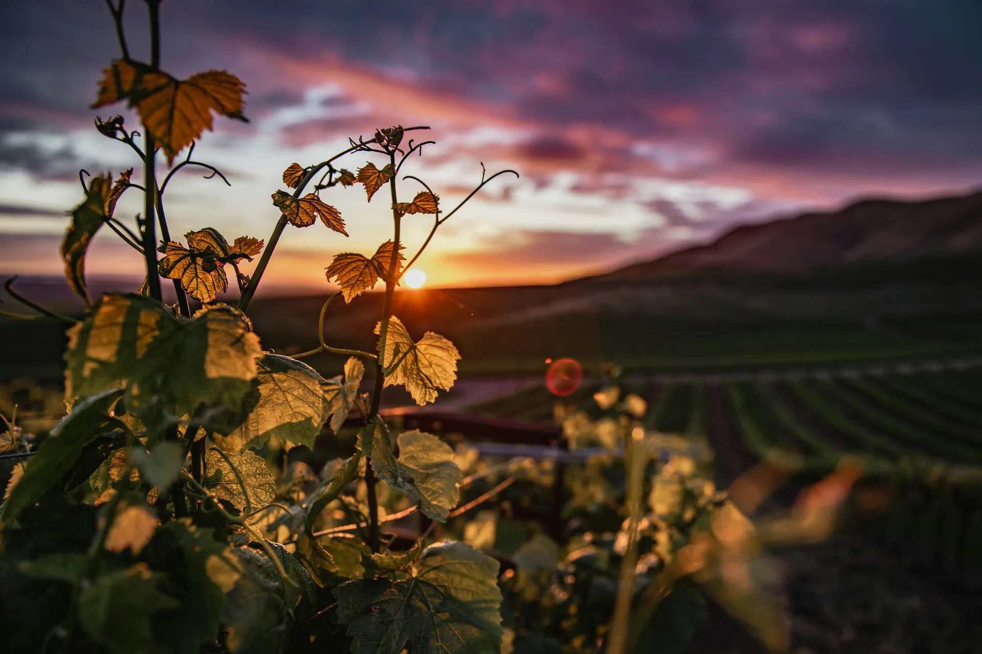 Weathered grapevines catching the last sunlight over a California vineyard.