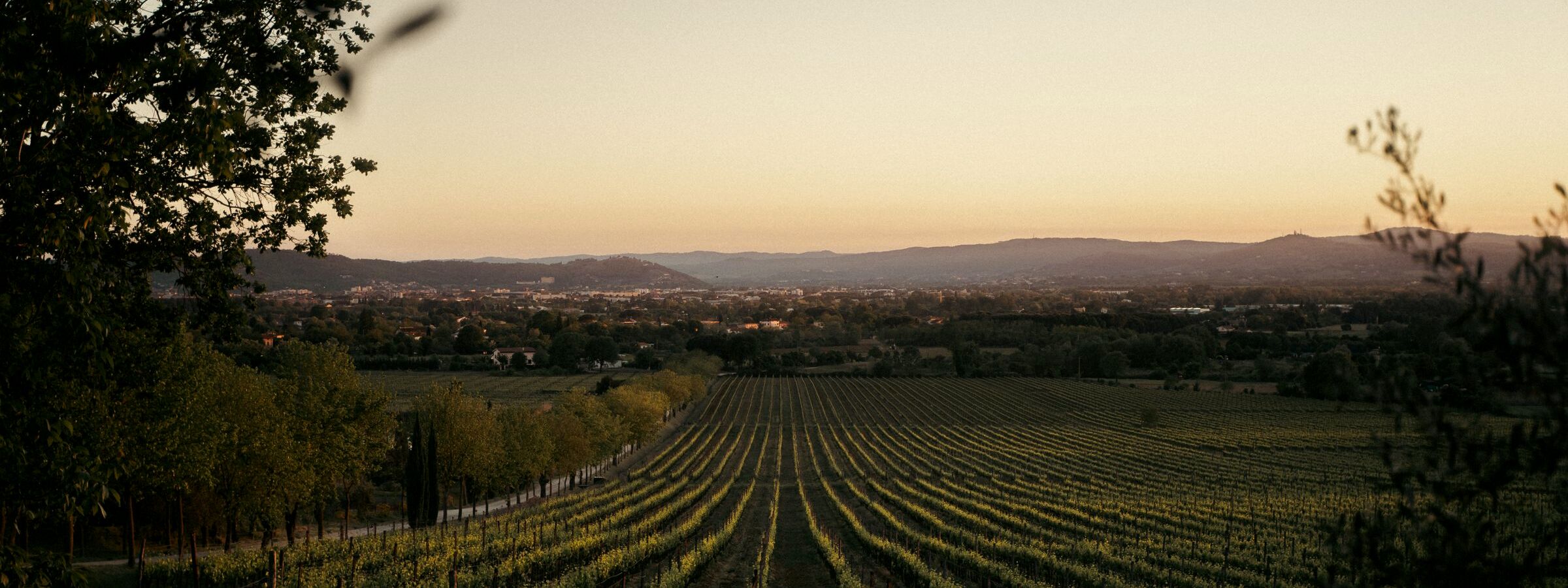 Vineyard rows falling into a valley at the last light of evening